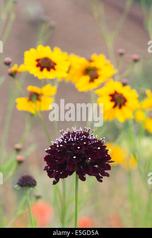 Scabiosa Atropurpurea "Sommerbeeren". Nadelkissen Blume. Süße Witwenblume "Sommerbeeren" Stockfoto