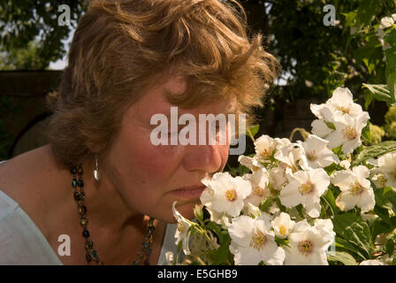 Frau riechen den Duft der Cornus alba 'Sibirica Blume (aka mock orange Blossom) in einem englischen Garten, East Meon, Hampshire, UK. Stockfoto