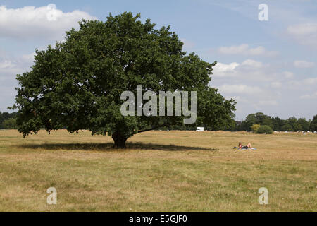 Wimbledon London, UK. 31. Juli 2014. Wetter: Eine Frau sonnt sich von einem Baum auf Wimbledon üblich am letzten Tag eines der heißesten Monat Juli auf Platte mit der Hitzewelle, die voraussichtlich Ende wie das Met Office Regen Prognose für den August gewarnt hat Credit: Amer Ghazzal/Alamy Live-Nachrichten Stockfoto