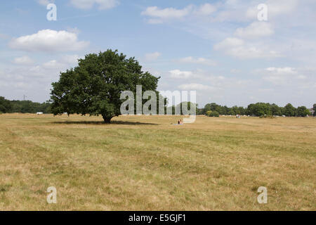 Wimbledon London, UK. 31. Juli 2014. Wetter: Eine Frau sonnt sich von einem Baum auf Wimbledon üblich am letzten Tag eines der heißesten Monat Juli auf Platte mit der Hitzewelle, die voraussichtlich Ende wie das Met Office Regen Prognose für den August gewarnt hat Credit: Amer Ghazzal/Alamy Live-Nachrichten Stockfoto