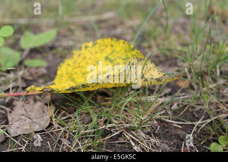 erste gelbe Pappel Blatt legen auf den Boden Stockfoto