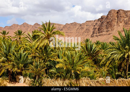 Große grüne palmeraies, z.b, Paul Street, Reisen & landscape photographer, südlichen Marokko, an der Grenze der Wüste Sahara, Algerien Stockfoto