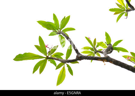 Frangipani-Baum auf weißem Hintergrund Stockfoto