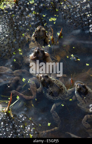 Paarung Frösche und Frosch laichen in einem Teich in einem englischen Garten Stockfoto