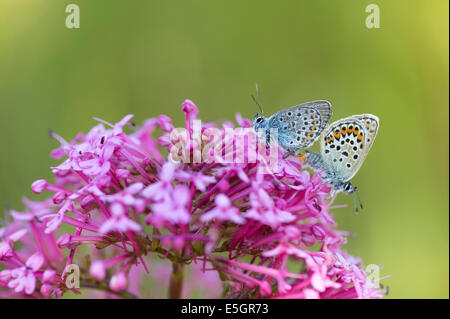 Blau Silber besetzte Schmetterling (Plebejus Argus) - UK Stockfoto