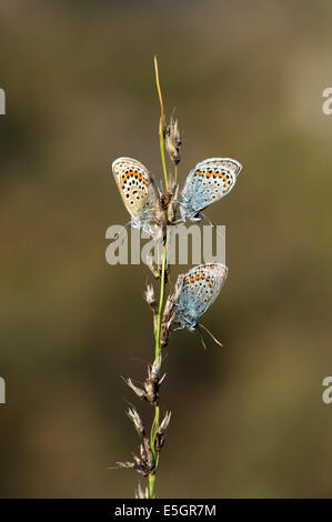 Blau Silber besetzte Schmetterling (Plebejus Argus) - UK Stockfoto