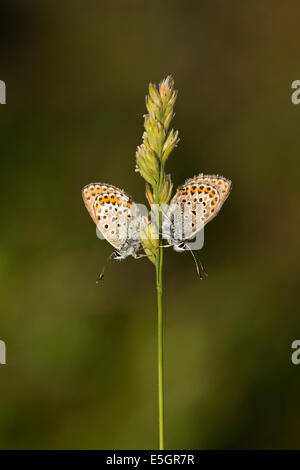 Blau Silber besetzte Schmetterling (Plebejus Argus) - UK Stockfoto