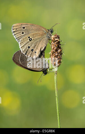 Ringel-Schmetterling (Aphantopus Hyperantus), UK Stockfoto