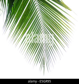 Palmblatt Stockfoto