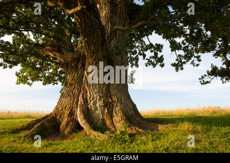 Stamm der großen Eiche Stockfoto