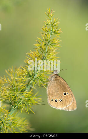 Ringel-Schmetterling (Aphantopus Hyperantus), UK Stockfoto