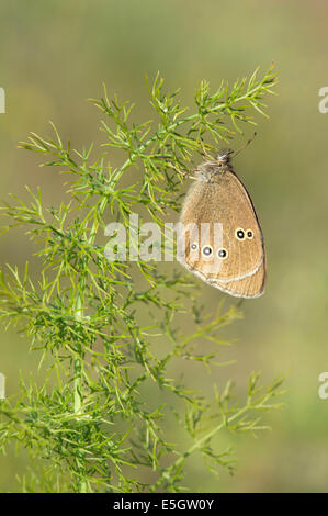 Ringel-Schmetterling (Aphantopus Hyperantus), UK Stockfoto