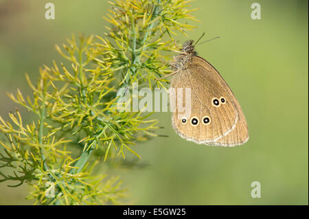Ringel-Schmetterling (Aphantopus Hyperantus), UK Stockfoto