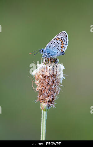 Blau Silber besetzte Schmetterling (Plebejus Argus) - UK Stockfoto