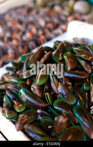 Austern, Miesmuscheln und Jakobsmuscheln auf asiatischen Markt Stockfoto