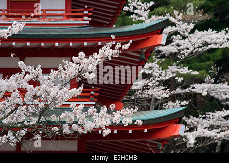 Kirschbäume in Chureito Pagode, Japan. Stockfoto