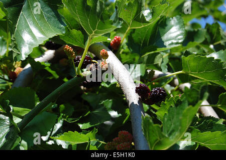 Maulbeere (Morus lateinisch) ist eine Gattung der mehrjährige Laubbäume und Sträucher der gleichnamigen Familie (Moraceae) Stockfoto