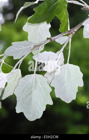 Silberpappel Populus Alba Salicaceae Stockfoto