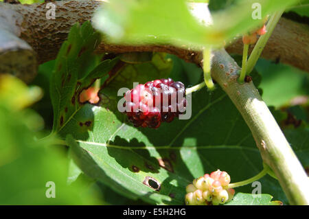 Maulbeere (Morus lateinisch) ist eine Gattung der mehrjährige Laubbäume und Sträucher der gleichnamigen Familie (Moraceae) Stockfoto