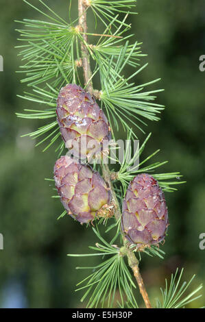 Europäische Lärche-Larix Decidua Tannenbäumen Stockfoto