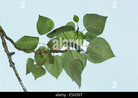 Östlichen Balsam-Pappel Populus Balsamifera (Salicaceae) Stockfoto