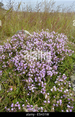 Wilder Thymian - Thymus Polytrichus (Lamiaceae) Stockfoto