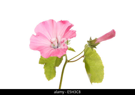 Lavatera Blumen, Knospen und Laub isoliert gegen weiß Stockfoto