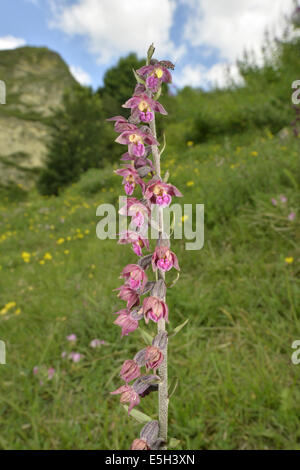 Dunkle rote Helleborine - Epipactis Atrorubens (Orchidaceae) Stockfoto