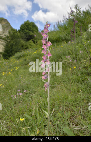 Dunkle rote Helleborine - Epipactis Atrorubens (Orchidaceae) Stockfoto