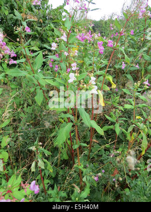 DRÜSIGE SPRINGKRAUT Impatiens Glandulifera. Foto Tony Gale Stockfoto