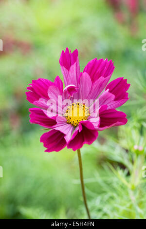 Cosmos Bipinnatus "Muscheln" Blume. Stockfoto