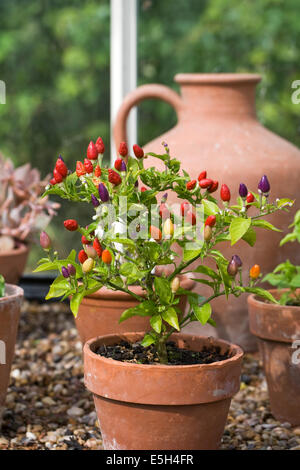Capsicum Annum NuMex Twilight. Bunte Chili Pfeffer Früchte wachsen im Gewächshaus bei Ryton Bio-Garten. Stockfoto
