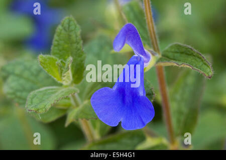 Salvia Patens Blume. Enzian-Salbei. Stockfoto