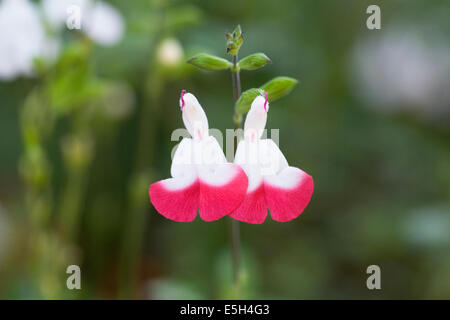 Salvia X jamensis "Hot Lips". Stockfoto