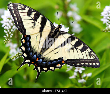 Schwalbenschwanz Schmetterling, Pterourus glaucus, auf Blume. Papillion Stockfoto