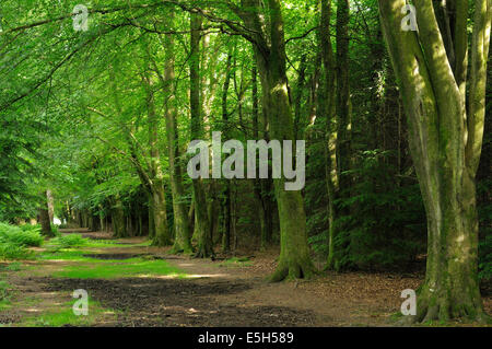 Beech Tree Avenue - Fagus Sylvatica Wilverley Einzäunung, New Forest Stockfoto