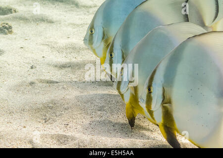 Fledermausfisch (Platax) in einer Reihe auf der Unterseite des Roten Meeres. Stockfoto