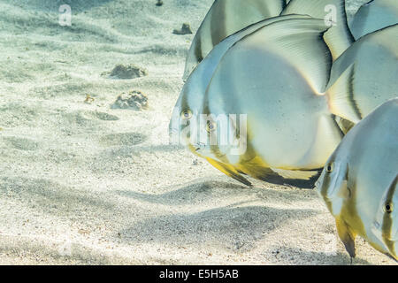 Fledermausfisch (Platax) in einer Reihe auf der Unterseite des Roten Meeres. Stockfoto