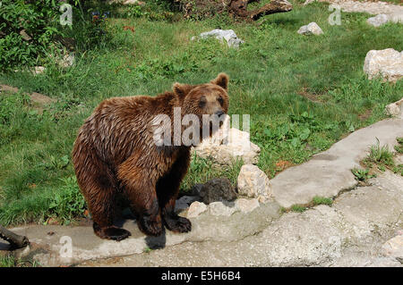 Braunbär ein Bad, um sich abzukühlen Stockfoto