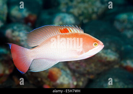 Männliche stämmigen Anthias, Pseudanthias hypselosoma. Tulamben, Bali, Indonesien. Bali Sea, Indischer Ozean Stockfoto