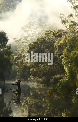 Am frühen Morgennebel als Dawn taucht der Warren-Fluss in Erwärmung Licht - in der Nähe von Pemberton, Western Australia. Stockfoto