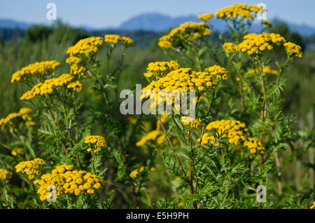 Die gelben Blüten der gemeinsamen Rainfarn, ein invasives Unkraut wachsen entlang der Küste in Richmond, Greater Vancouver. Tanacetum vulgare Stockfoto