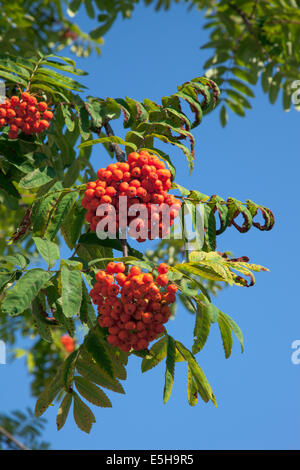 Eberesche (Sorbus Aucuparia) Stockfoto