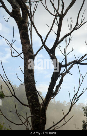 Mebbin National Park, New-South.Wales, Australien. Stockfoto