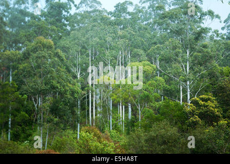 Mebbin National Park, New-South.Wales, Australien. Stockfoto