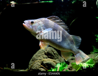 Europäische Barsch (Percha Fluviatilis) Stockfoto