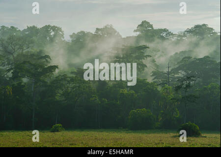 Nebel über eine Lichtung im Regenwald nach einem Wolkenbruch, Djaloumbé, Lobéké-Nationalpark, Region Ost, Kamerun Stockfoto