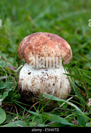 weiße Speisepilz im Wald Stockfoto