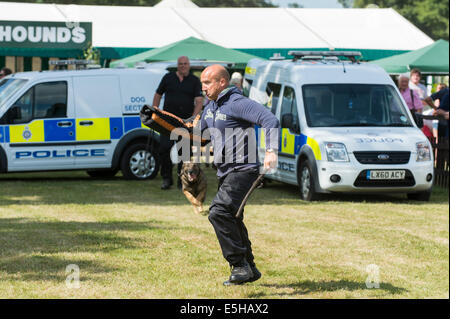 Polizeihund Anzeige während der "New Forest & Hampshire County Show 2014". Stockfoto