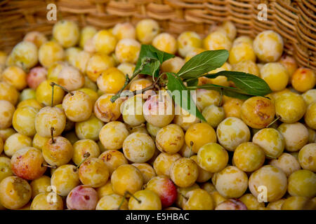 Mirabellen sind in Deutsch, Frankreich, 1. September 2013 abgebildet. Foto: Daniel Karmann Stockfoto